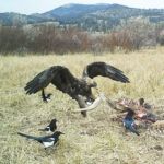 Although federally protected, Golden Eagles like the one pictured above, can be inadvertently poisoned by eating the remains of animals that have been hunted with ammunition that contains lead. The Raptor View Research Institute of Missoula has launched a campaign to raise awareness of the problem. The highly toxic lead also poses a threat to humans and other animals.