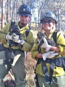 Bitterroot National Forest firefighters Jared Chandler and Sara Steele hold the two mountain lion kittens rescued from under a burning log in the Three Mile Fire last week.
