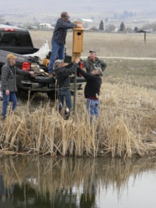 Mark Dickerson attaches one of his custom-build Wood Duck boxes with the help of volunteer Paul Hayes, Teller Wildlife Refuge land use director Pete Lindbergh, wildlife biologist Jay Gore and project organizer Jim Hamilton. Michael Howell photo.