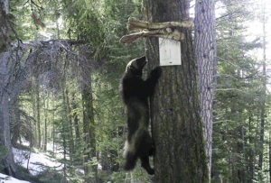 Wolverines, one of the rarest mammals in the lower 48 states, have been photographed in the Bitterroot as part of an intensive monitoring program involving over 160 citizen volunteers over the past winter. 