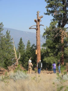 Bird and wildlife lover Priscilla Antrim, who passed away in August 2015, bequeathed 214.8 acres of land to the state to be managed as part of the Three Mile Wildlife Management Area which it adjoins. This is a photograph of her land in 2013 when it was the site of a cutting-edge habitat restoration project that included design components such as “snag creation” and placement of nesting boxes for the benefit of wild birds. 