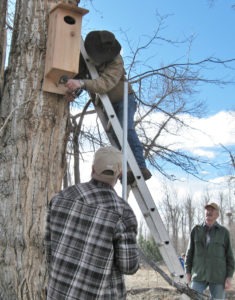 At right: Troop 115 leader Billy Andrews and Teller Wildlife Refuge volunteer Paul Hayes install Wood Duck nesting boxes at the Teller while Dave Zielinski looks on. The nest boxes were an Eagle Scout project of Louis Zielinski, Dave’s son.
