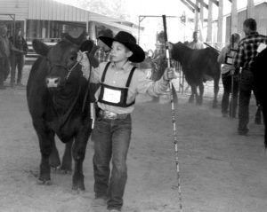 Cash Trexler of Corvallis brings his steer in front of the judge during the market steer contest at the Corvallis FFA Livestock Jackpot. Jean Schurman photo.