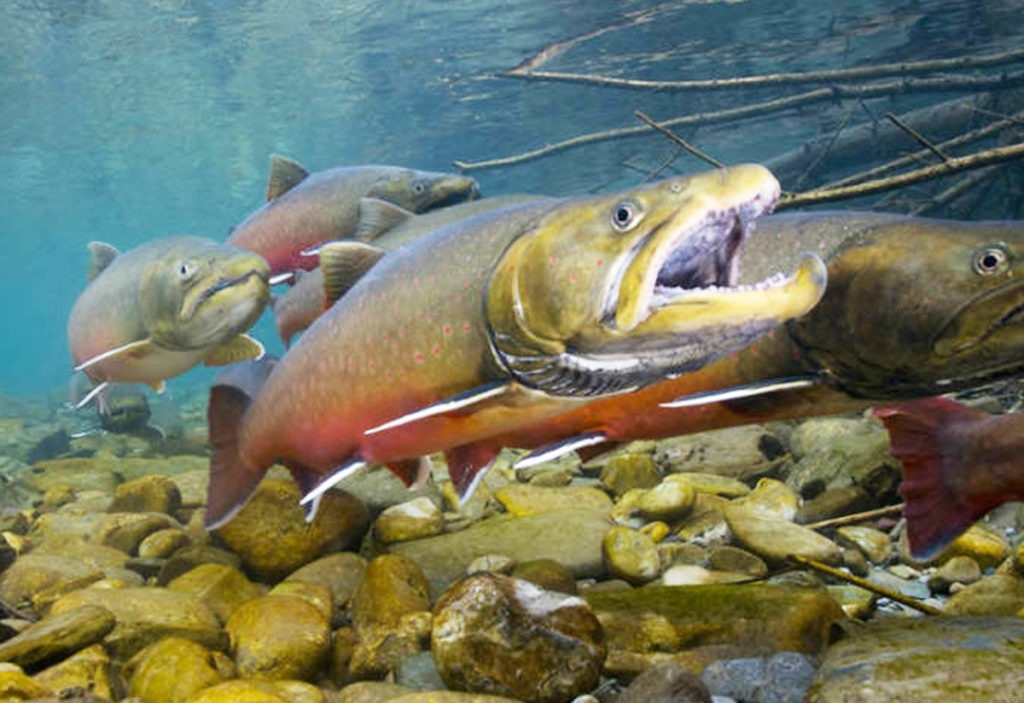 Bull Trout Group Shares Local Data Bitterroot Star