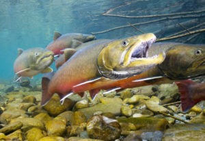 Bull trout. Photo courtesy USFWS.