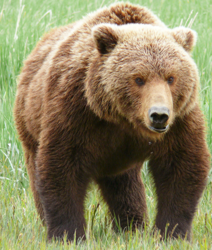 grizzly bear teddy bear