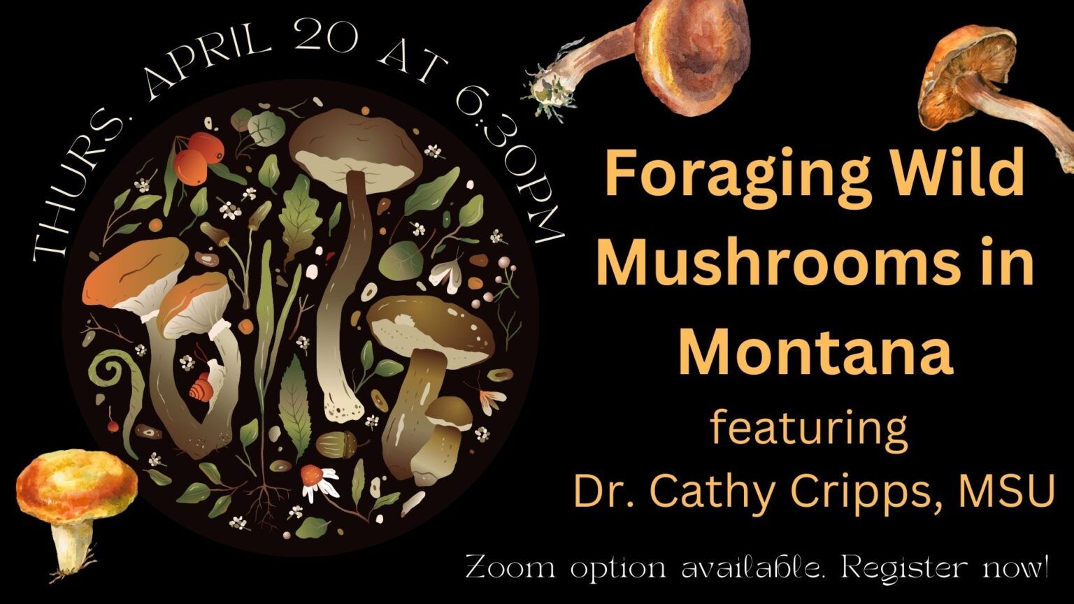 Foraging for Wild Mushrooms in Montana Bitterroot Star