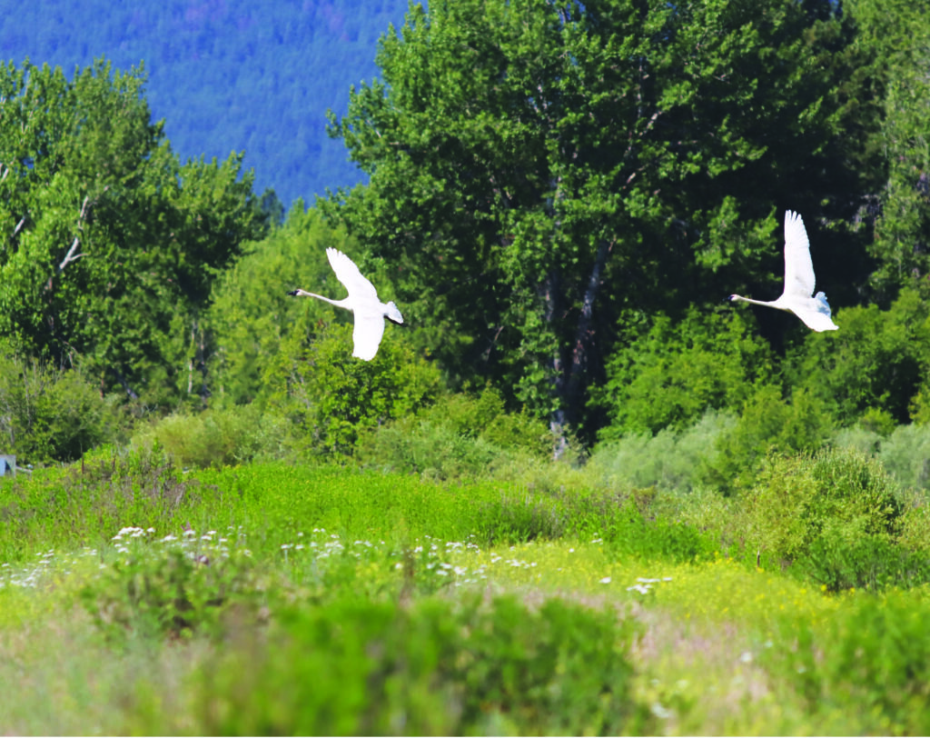 Lee Metcalf National Wildlife Refuge Hosts New Family - Bitterroot Star